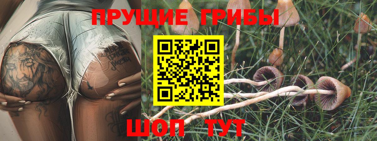 купить  сайты  Галлюциногенные грибы MAGIC MUSHROOMS  Вход с VPN  Галлюциногенные грибы Psilocybine cubensis  Кстово 